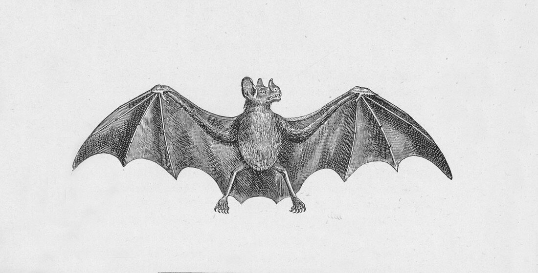 Vampire Bat, c1885, (1890)