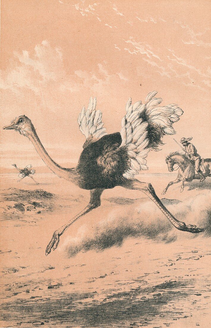Chasing the Ostrich, c1880