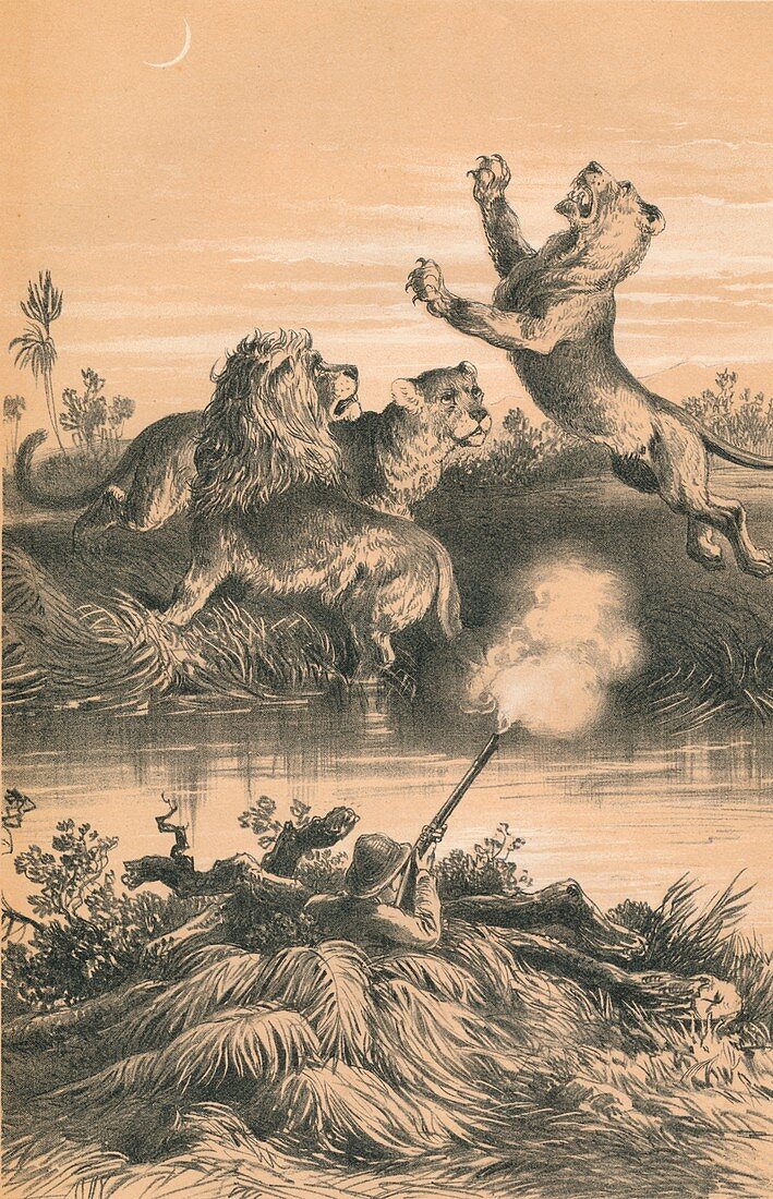 Lion Hunting At Night, c1880