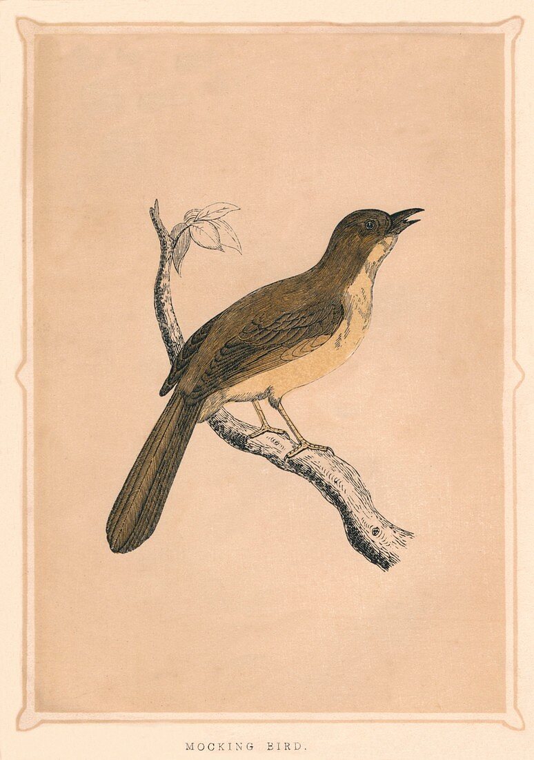 Mocking Bird, (Mimus polyglottos), c1850, (1856)
