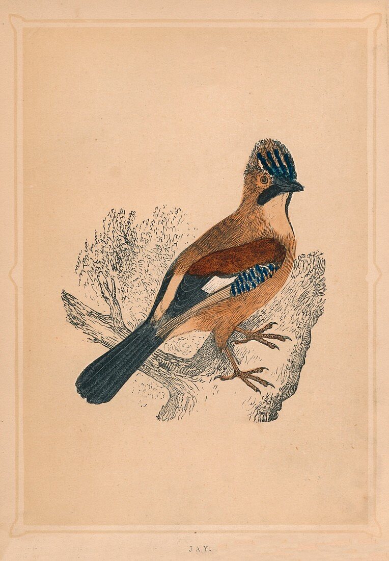 Jay, (Garrulus glandarius), c1850, (1856)
