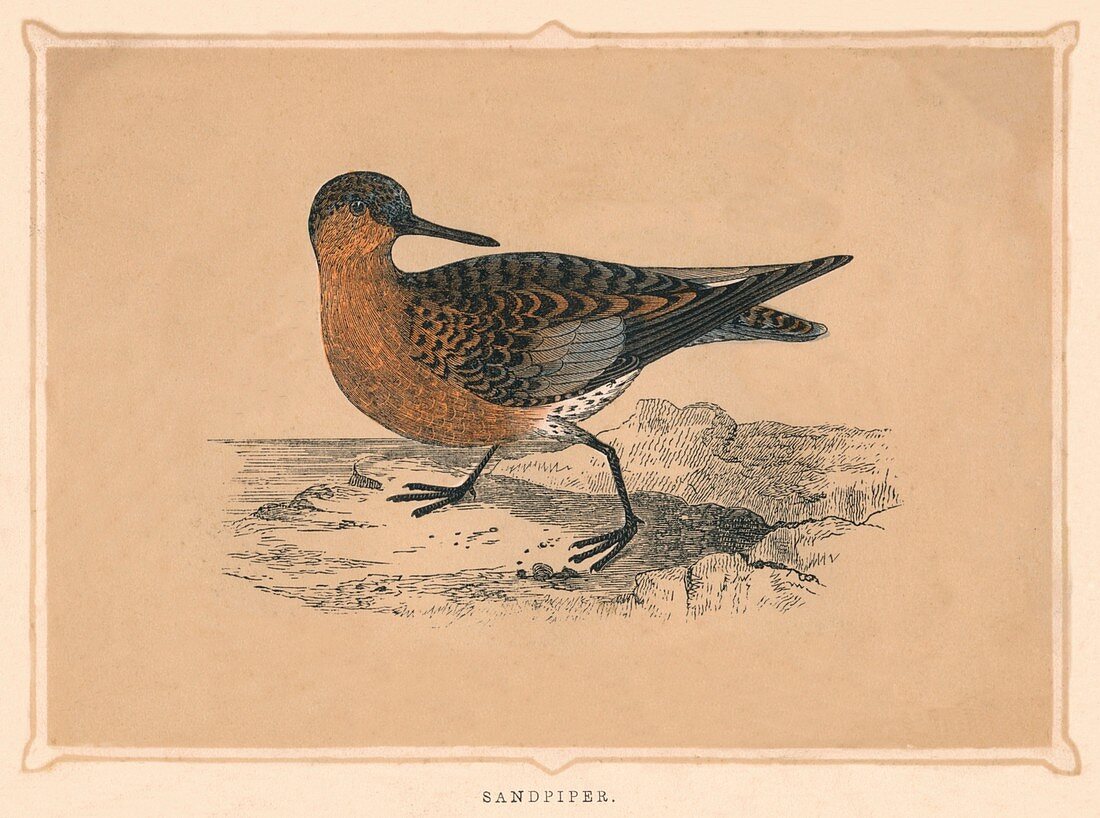 Sandpiper, (Scolopacidae), c1850, (1856)
