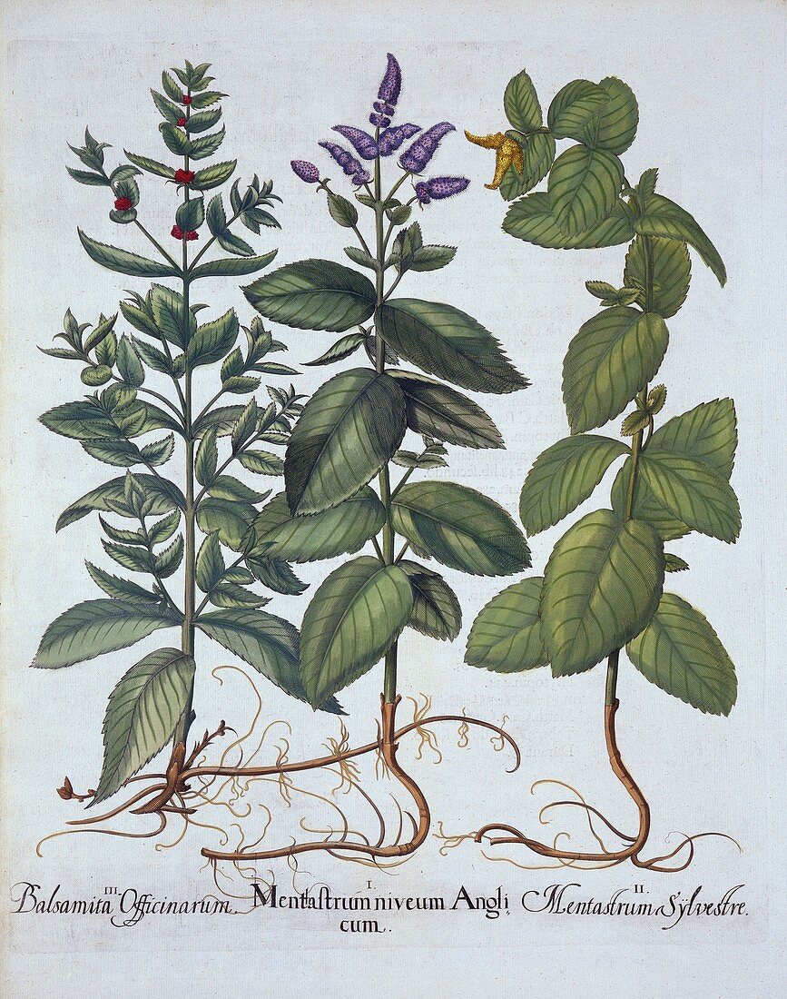 Horsemint and Spearmint, from 'Hortus Eystettensis'