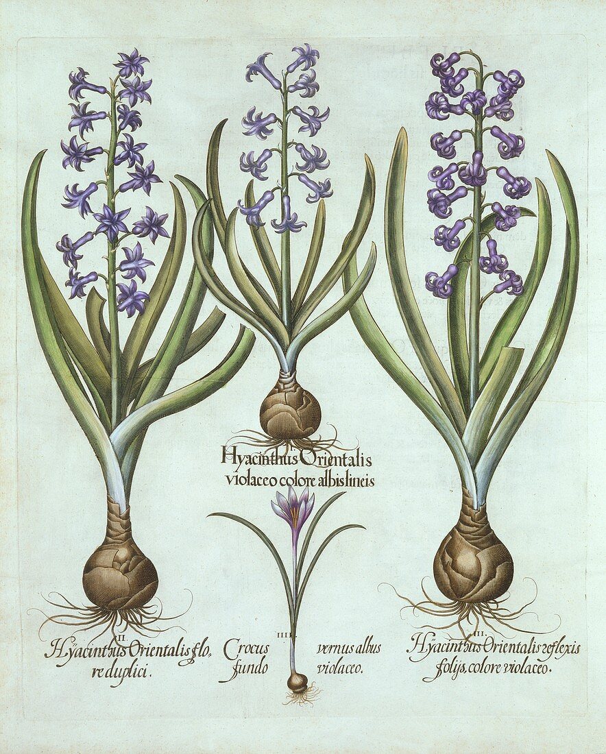 Hyacinths and an Autumn Crocus, from 'Hortus Eystettensis'
