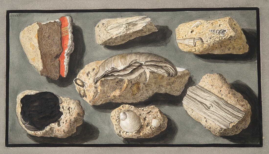 Specimens of Tufa found in and around Herculaneum, 1776