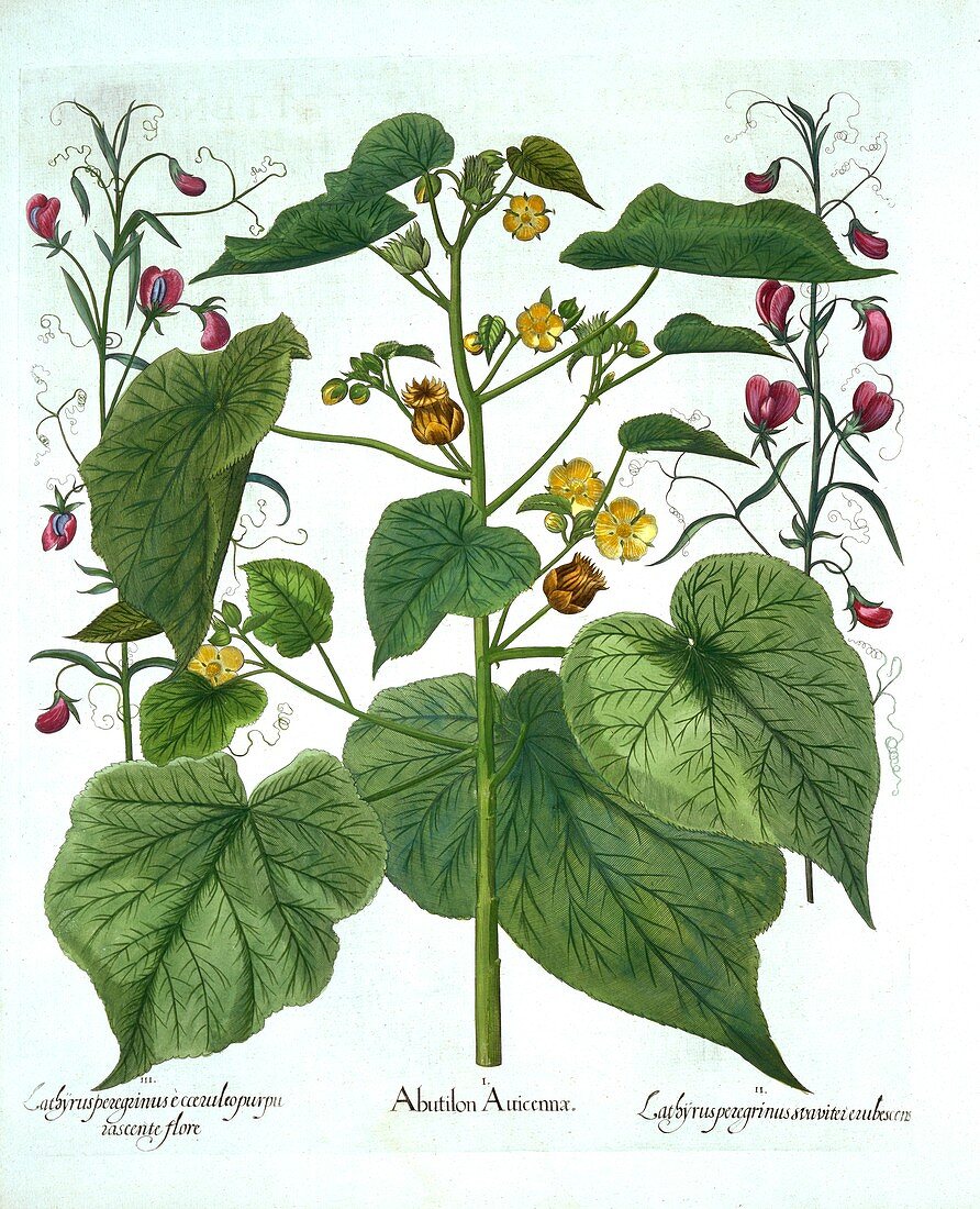 Velvetleaf and Sweet Peas, from 'Hortus Eystettensis'