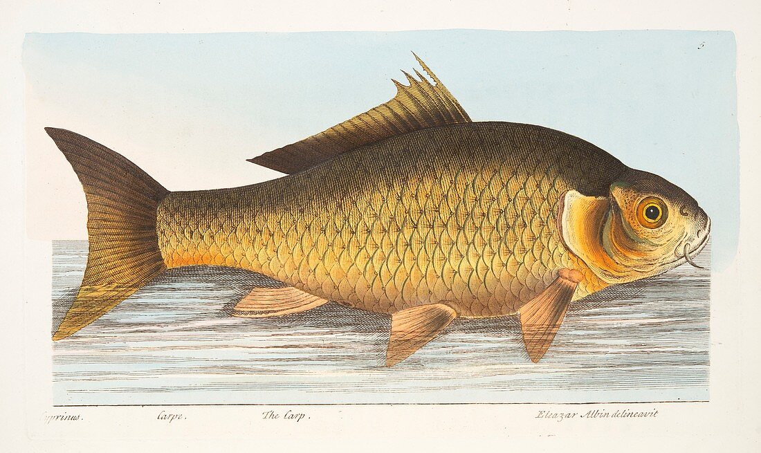 The Carp, from A Treatise on Fish and Fish-ponds, 1832