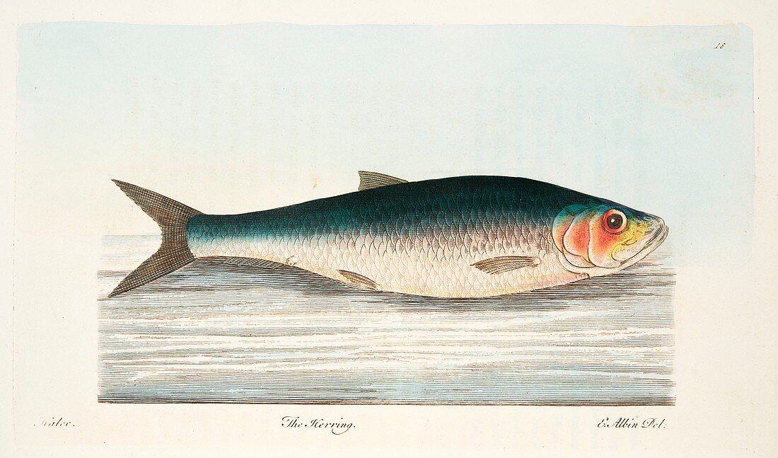 Herring, from A Treatise on Fish and Fish-ponds, 1832