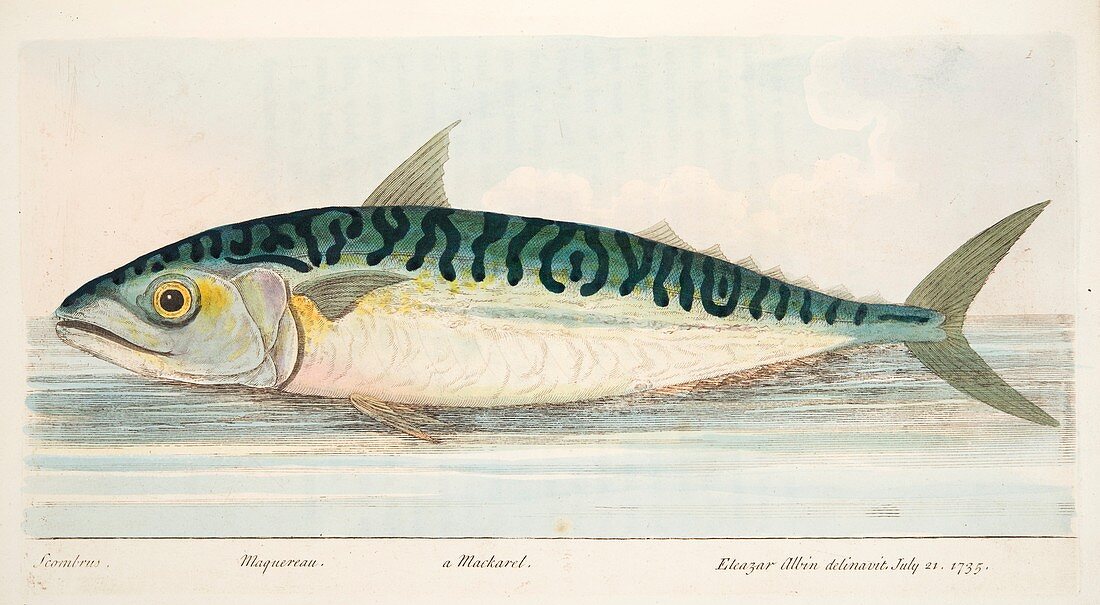 Mackerel, from A Treatise on Fish and Fish-ponds, 1832