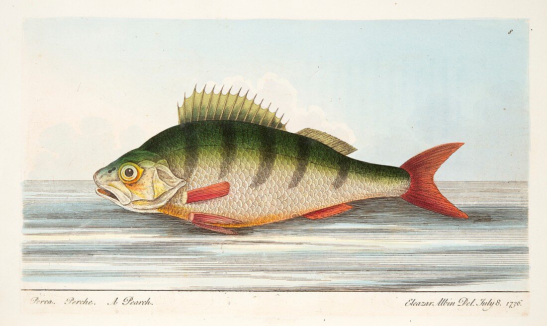 The Perch, from A Treatise on Fish and Fish-ponds, 1832