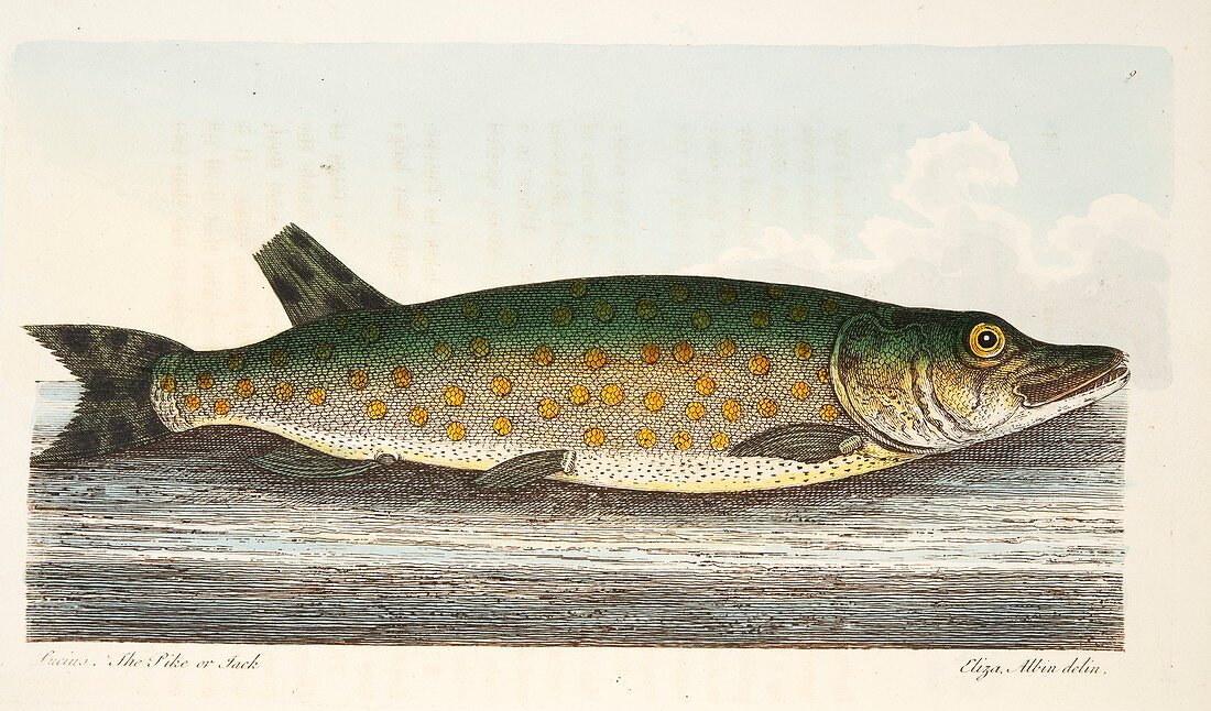 The Pike, from A Treatise on Fish and Fish-ponds, 1832