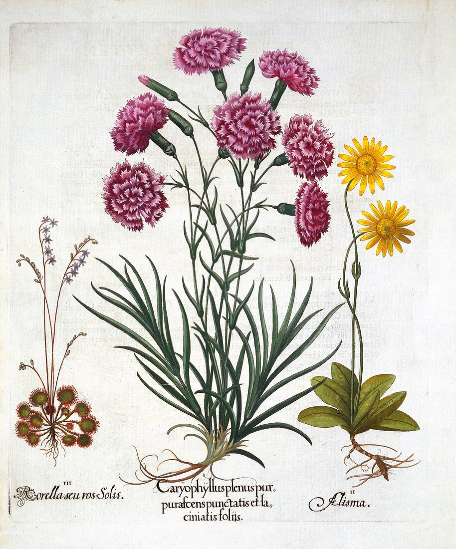 Carnation, Dianthus, Arnica and Round Leaved Sundew