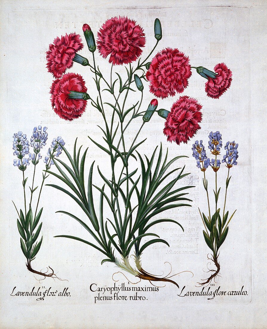 Red Carnation and Lavender, from 'Hortus Eystettensis'