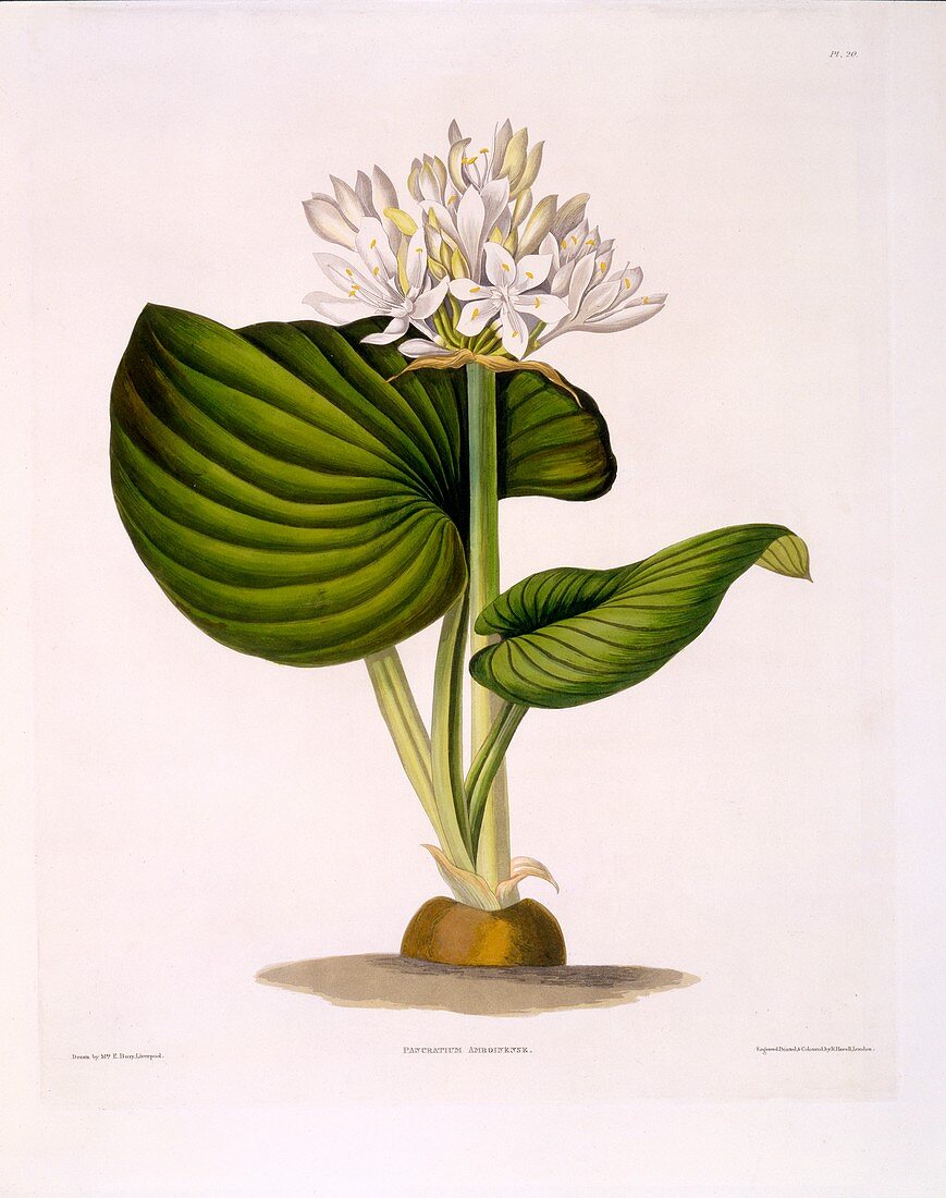 Pancratium Amboinense, 1831-1834