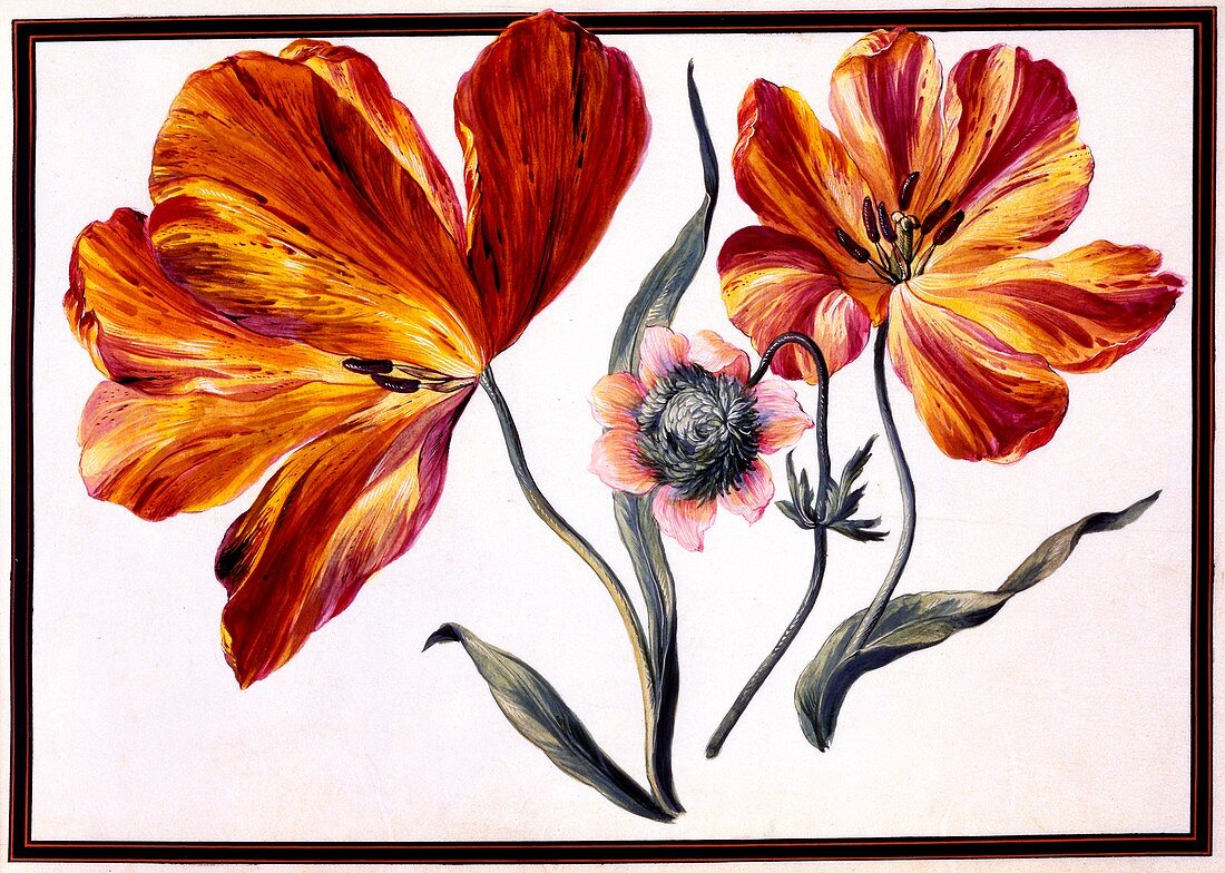 Tulips and Anenome, c1690