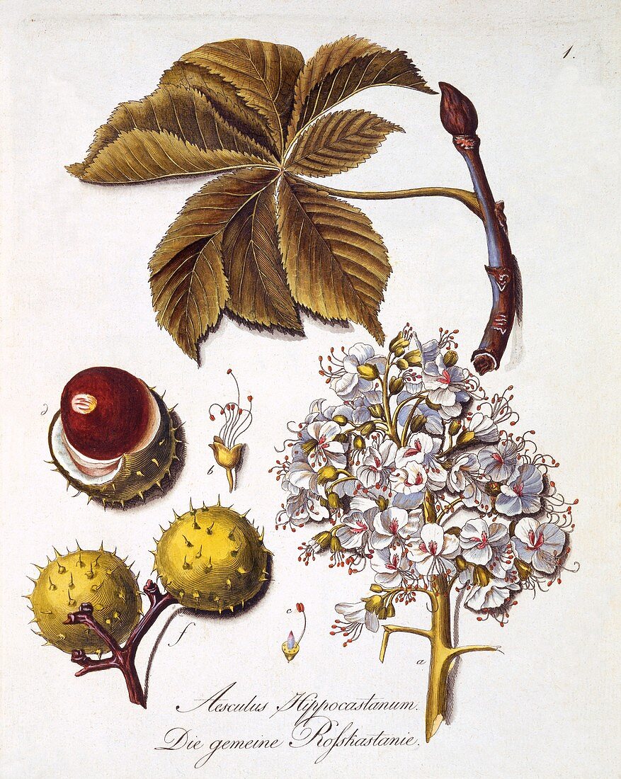 Aesculus Hippocastanum, 1803-1805