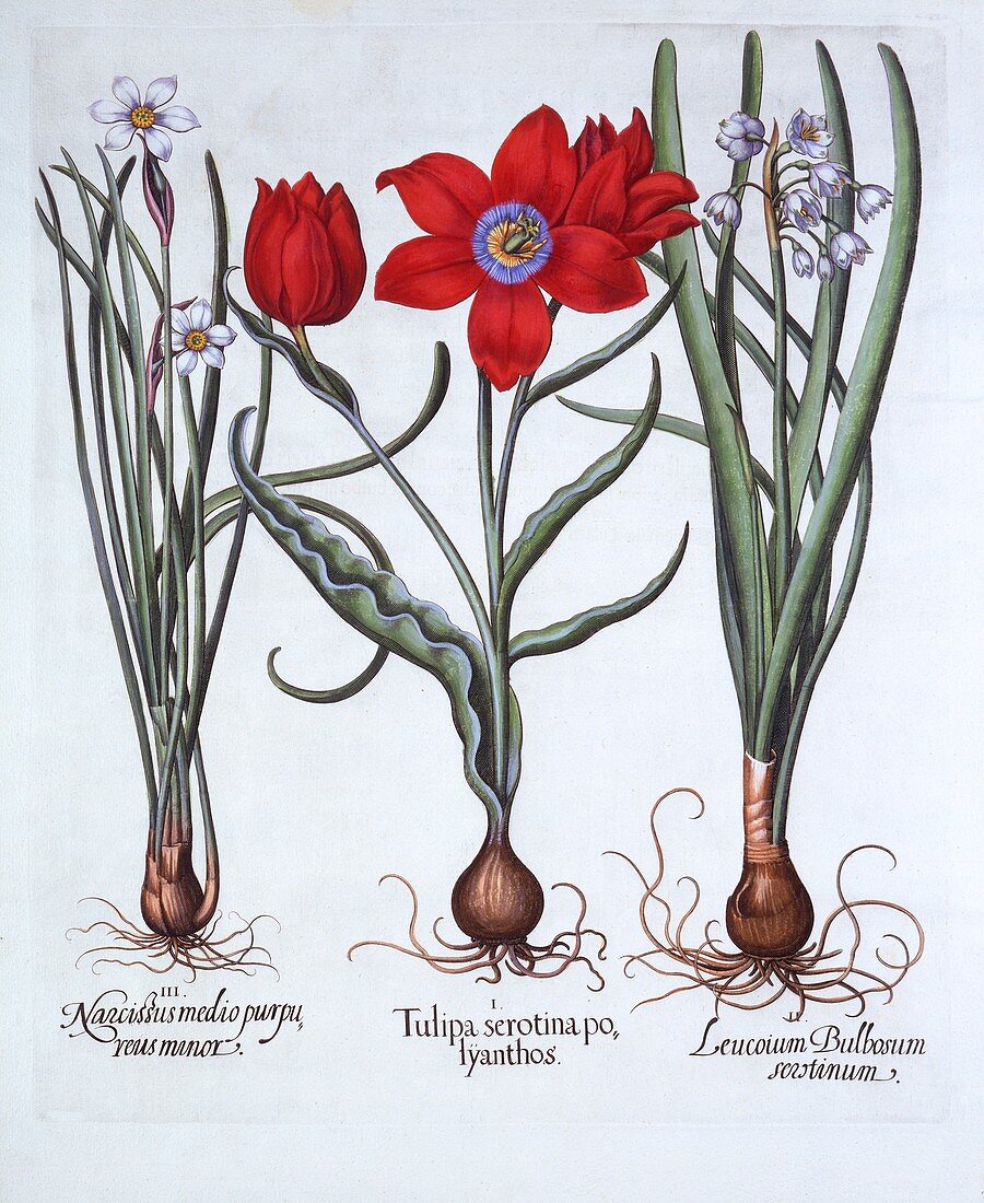Tulip, Spring Snowflake and Narcissus