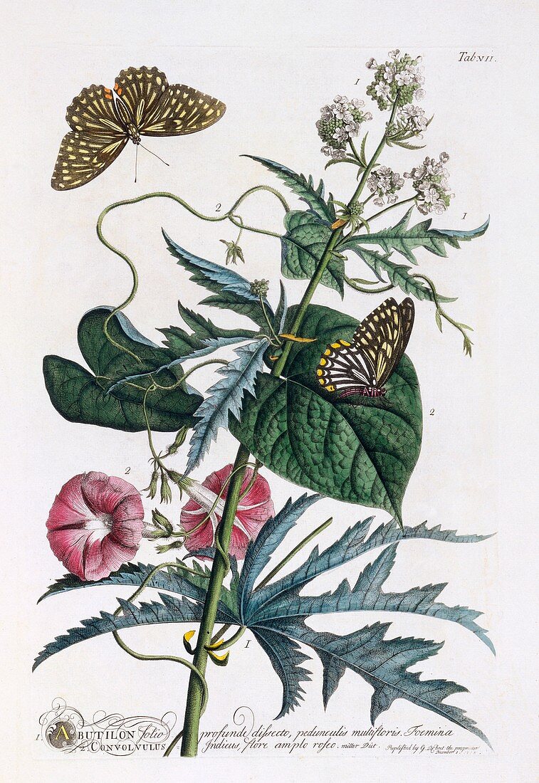 Butterflies and flowers, c1748 hand coloured engraving