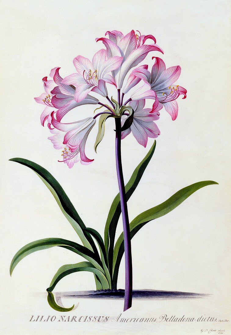 Lilio Narcissus, c1744