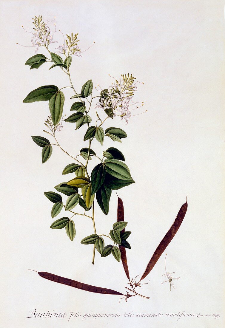 Bauhinia, c1745