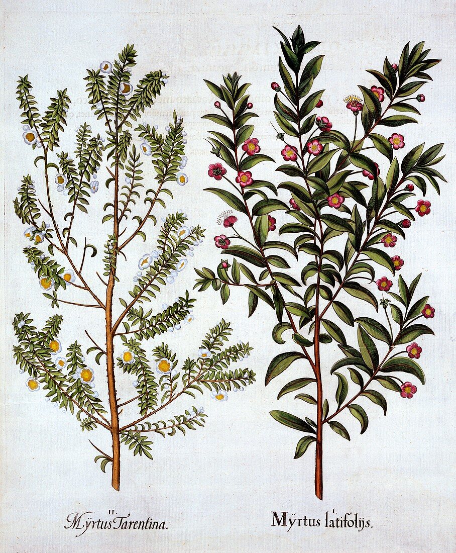 Myrtle Varieties, from 'Hortus Eystettensis'