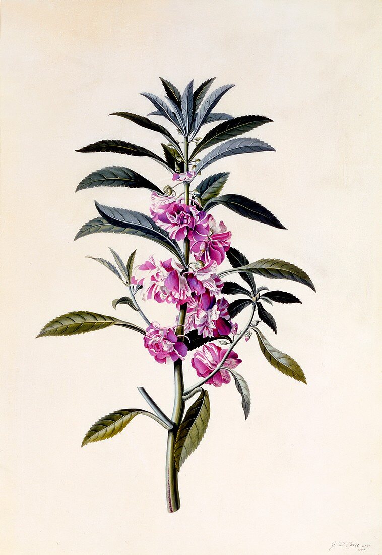 Garden Balsam (Impatiens Balsamina), c1746