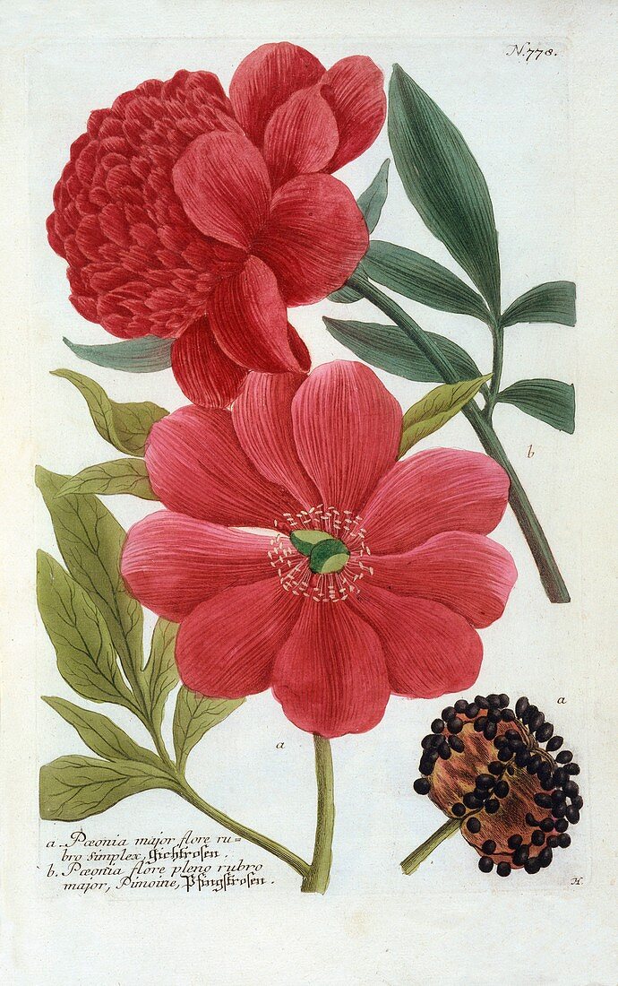 Paeonia, (hand coloured engraving)