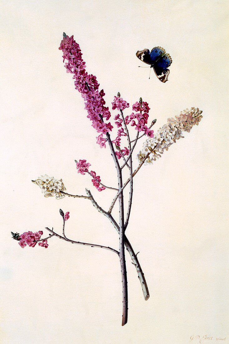 Daphne Mezereum with butterfly, c1740