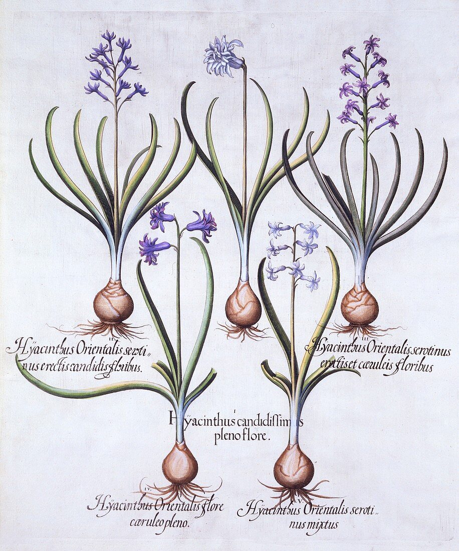 Varieties of Hyacinth with Bulb, from 'Hortus Eystettensis'