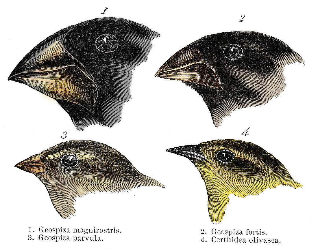 Four finch observed by Darwin on the Galapagos Islands