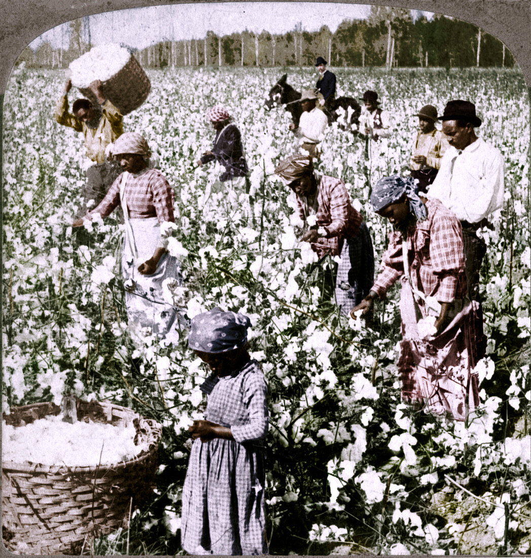 Plantation scene with pickers at work, Georgia, c1900