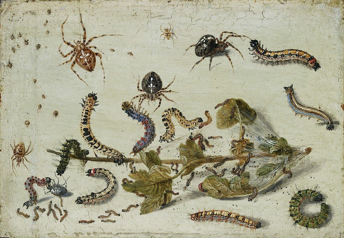 Various Spiders and Caterpillars, early 1650s
