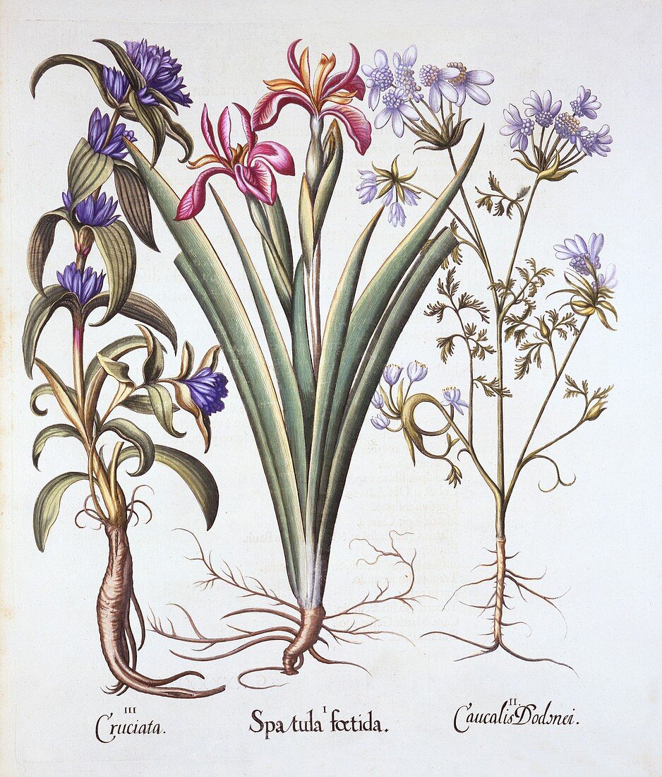 Stinking Iris, Orlaya, and Crosswort Gentian