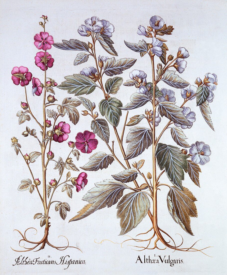 Two Mallow Varieties, from 'Hortus Eystettensis'