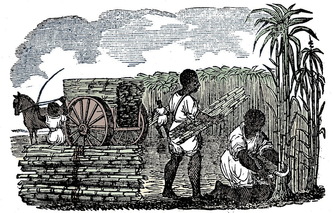 Slaves harvesting sugar cane in Louisiana, 1833