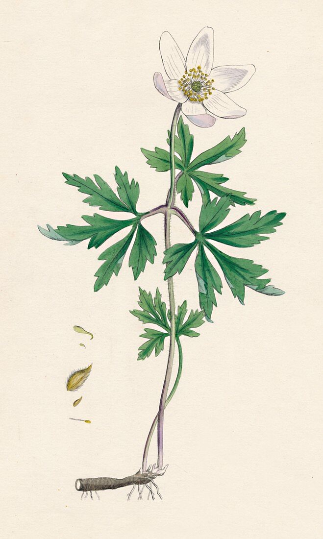 Anemone nemorosa Wood anemone, 19th Century