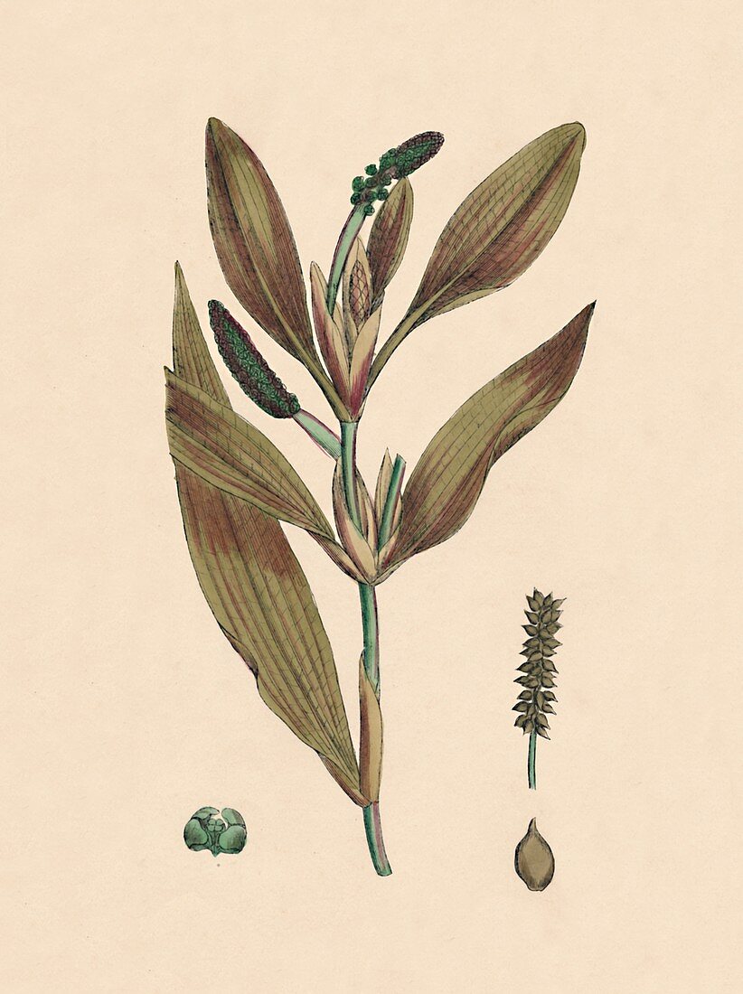Potamogeton rufescens Reddish Pondweed, 19th Century