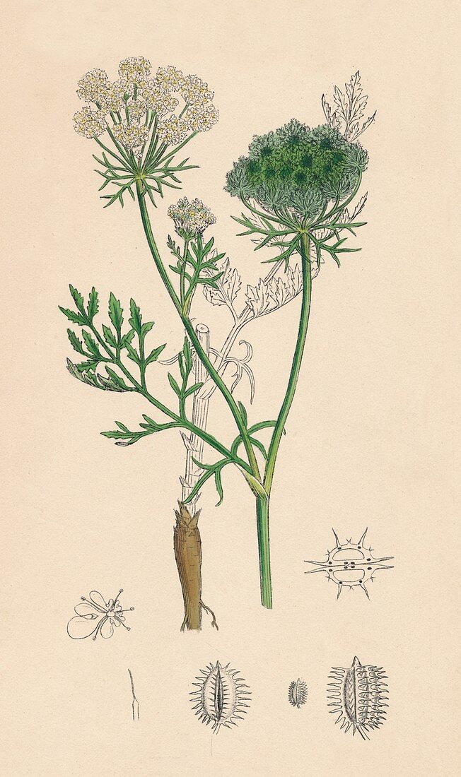 Daucus Carota Wild Carrot, 19th Century