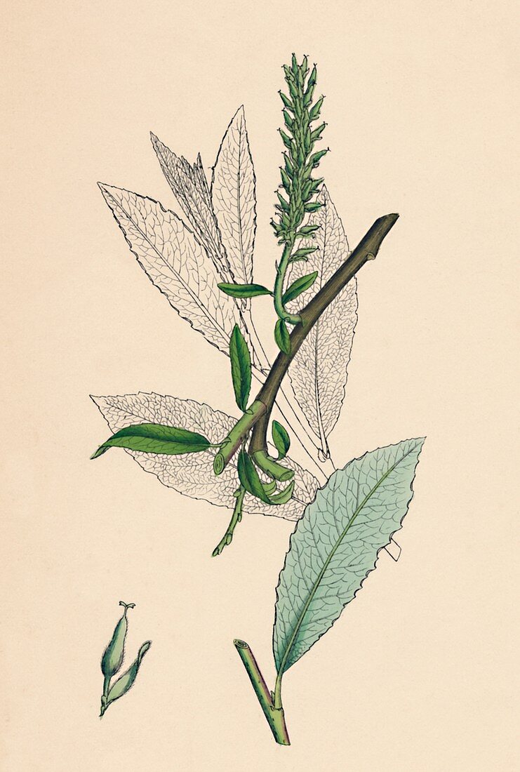 Tea-leaved Sallow (Salix phylicifolia, var radicans)