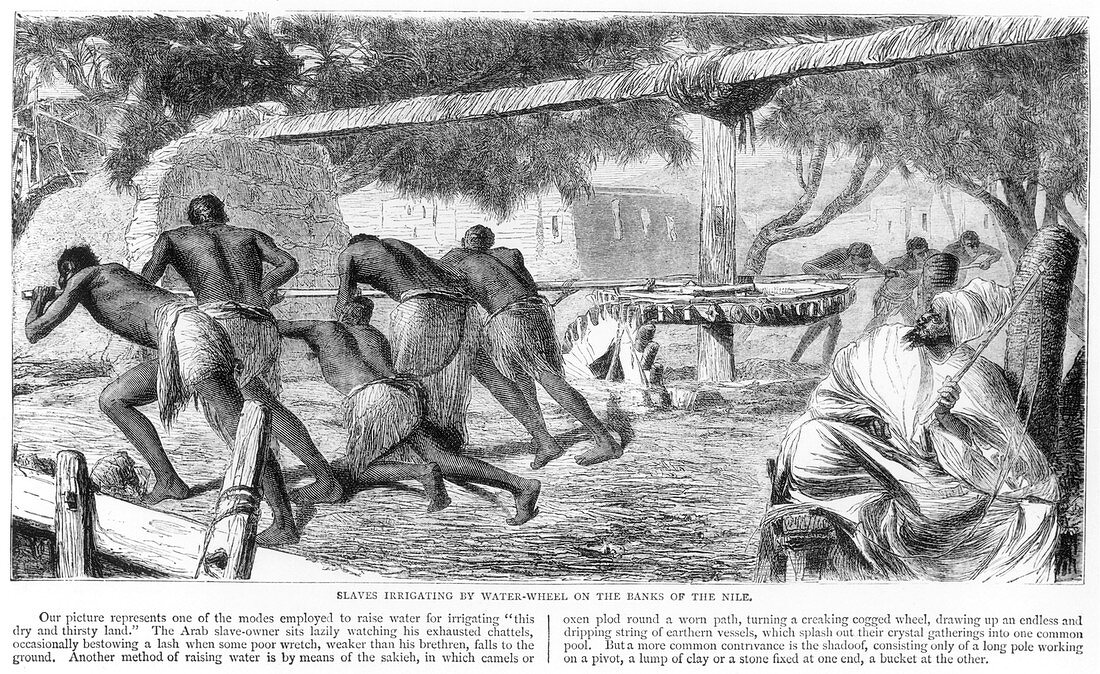 Slaves Irrigating by Water-Wheel on the Banks of the Nile