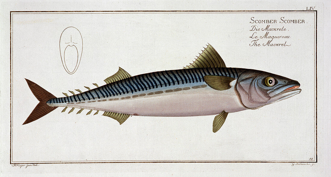 Mackerel, c1785-1799