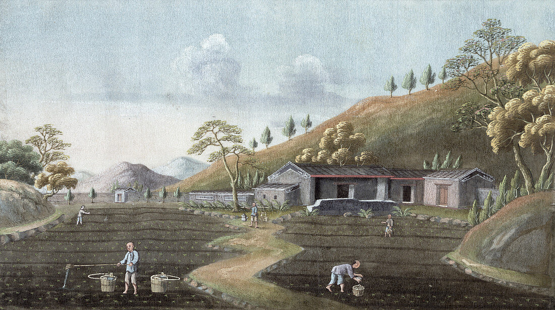 Tea planting, China, 19th century