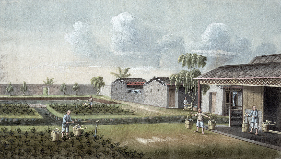 Watering tea plants, China, 19th century