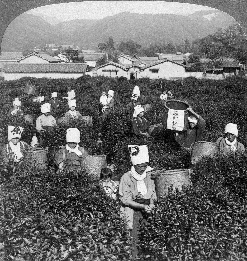 Tea-picking in Uji, Japan, 1904