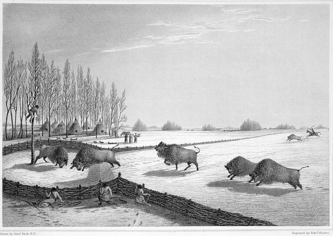 A buffalo pound, Canada, c1819-1822