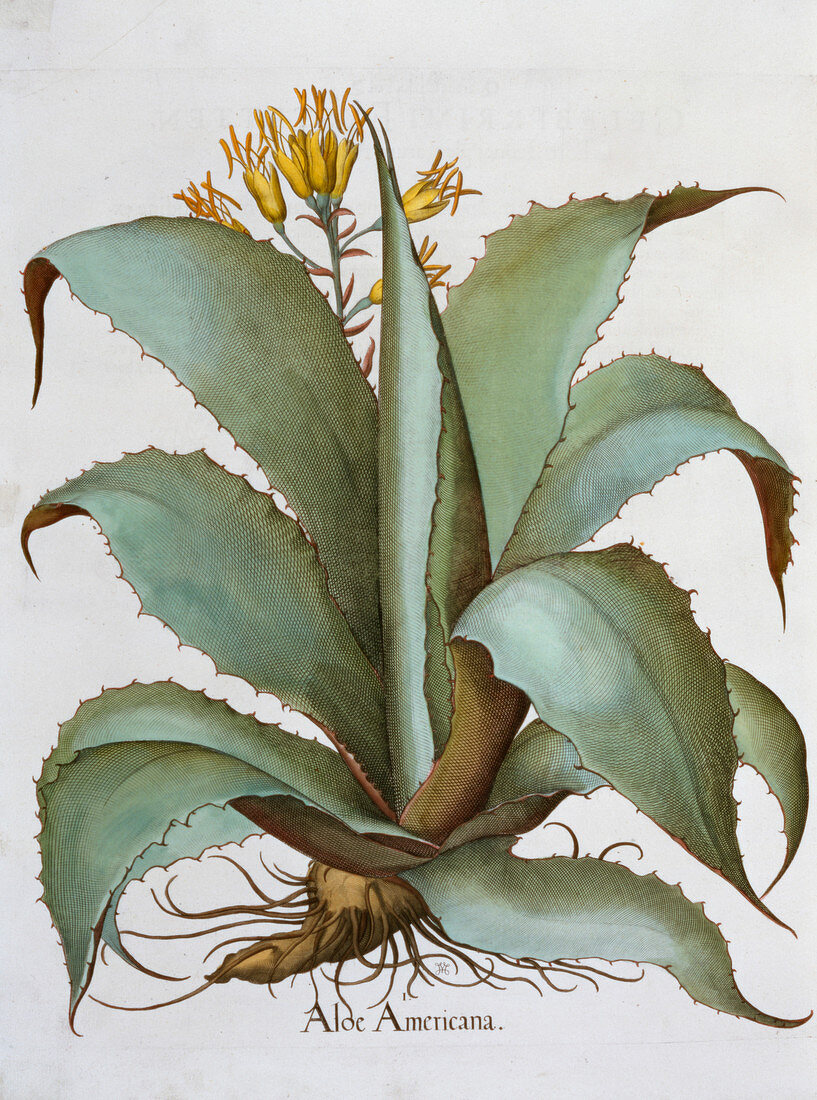 American Aloe Aloe Americana, 1613