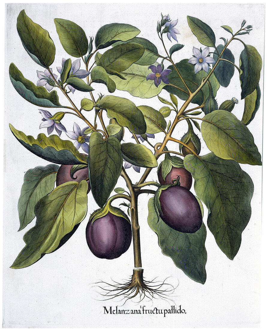 Aubergine, 1613