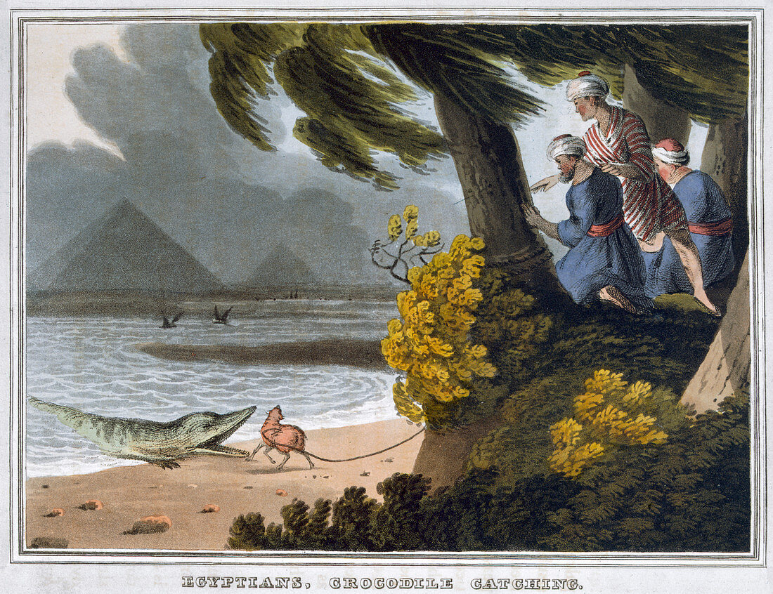 Egyptians, Crocodile Catching, 1813