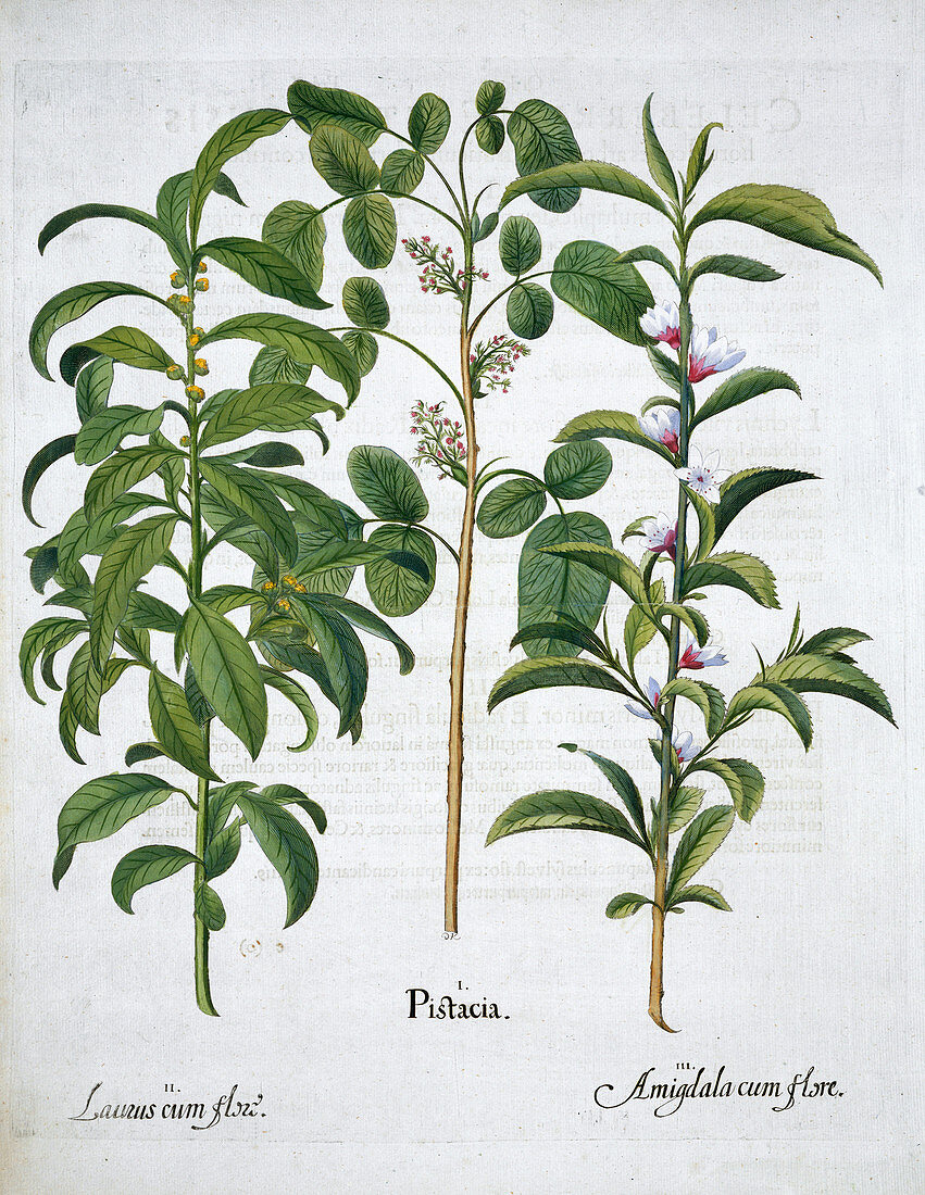 Pistachio Nut, Bay Tree Laurus Nobilis and Almond, 1613