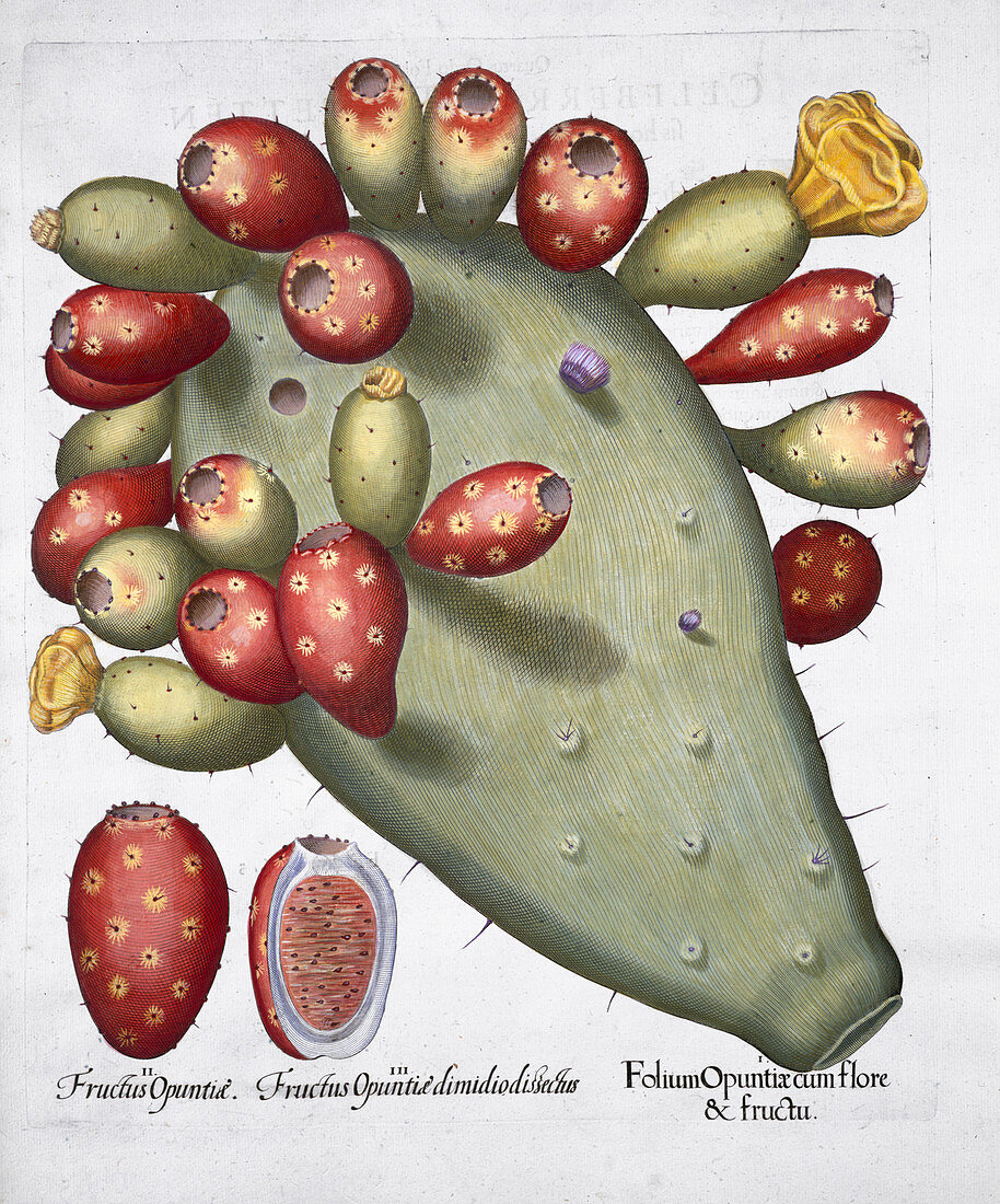 Folium Opuntia, 1613